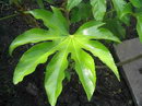 Japanese aralia